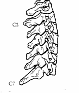 cspine